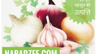 Origin of Onion and Garlic